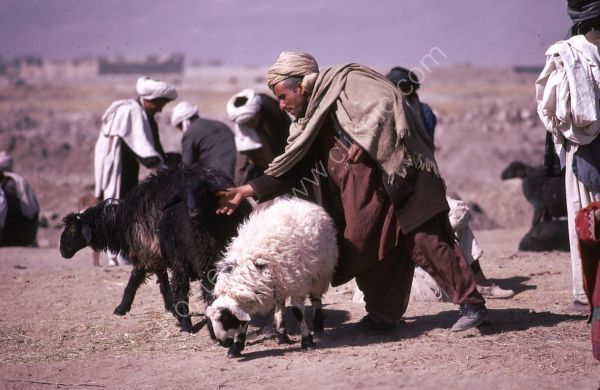 Afghani Farmer Inspecting Sheep, Camel Market, Kabul